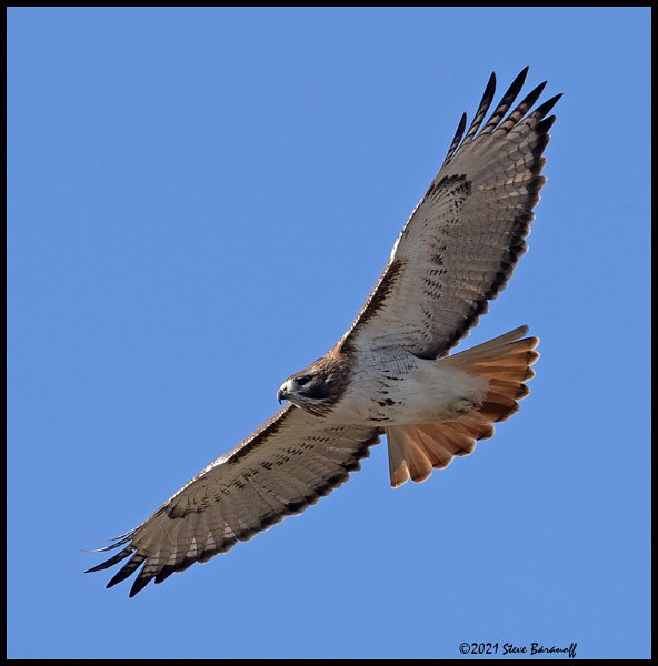 _B211988 red-tailed hawk.jpg